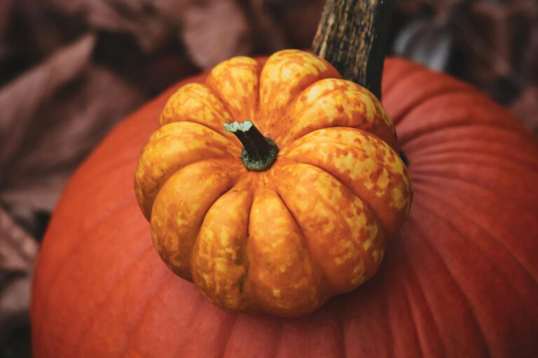 Ist Kürbis gesund – oranger Kürbis im Herbst